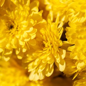 Превью обои хризантемы, цветы, лепестки, желтый, яркий, макро