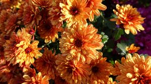 Превью обои хризантемы, цветы, оранжевый, мокрый