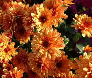 Превью обои хризантемы, цветы, оранжевый, мокрый