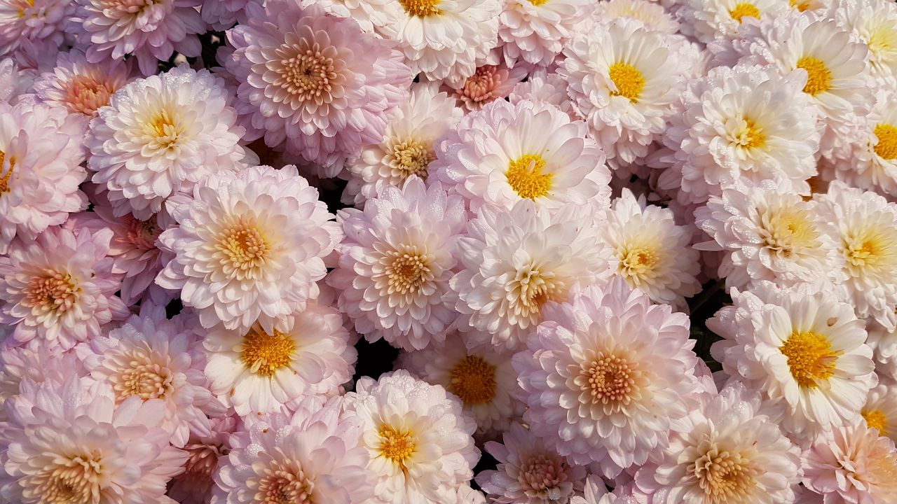 Обои хризантемы, цветы, розовый, цветет, нежный