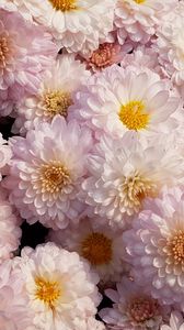 Превью обои хризантемы, цветы, розовый, цветет, нежный