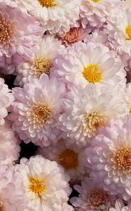 Превью обои хризантемы, цветы, розовый, цветет, нежный