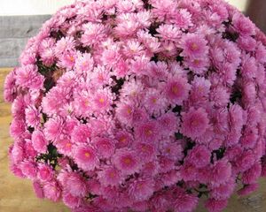 Превью обои хризантемы, цветы, шар, розовые