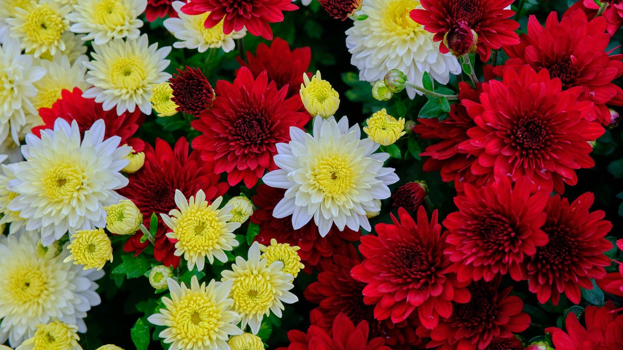 Обои хризантемы, цветы, цветение, белый, красный, желтый