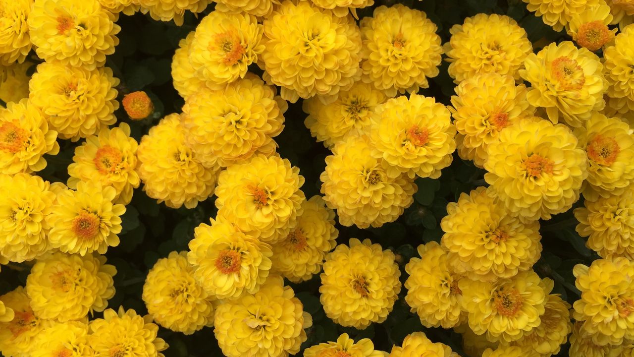 Обои хризантемы, цветы, желтый
