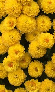 Превью обои хризантемы, цветы, желтый