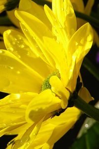 Превью обои хризантемы, желтые, макро, цветы, капли, вода, солнце