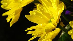 Превью обои хризантемы, желтые, макро, цветы, капли, вода, солнце