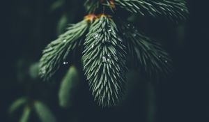 Превью обои хвоя, ветка, капли, макро