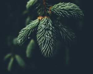 Превью обои хвоя, ветка, капли, макро