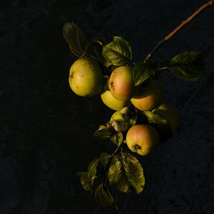 Превью обои яблоки, фрукт, листья, ветка