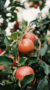 Превью обои яблоки, фрукт, ветка, дерево, сад