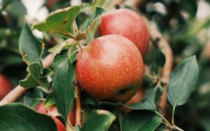 Превью обои яблоки, фрукт, ветка, дерево, сад