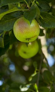 Превью обои яблоки, фрукт, ветки, листья