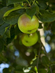 Превью обои яблоки, фрукт, ветки, листья