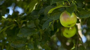 Превью обои яблоки, фрукт, ветки, листья