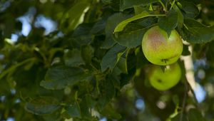 Превью обои яблоки, фрукт, ветки, листья