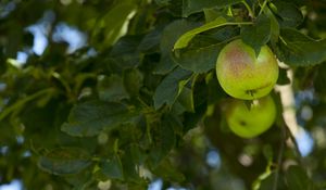 Превью обои яблоки, фрукт, ветки, листья