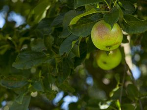 Превью обои яблоки, фрукт, ветки, листья