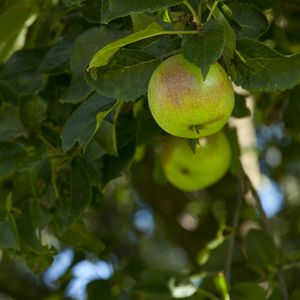 Превью обои яблоки, фрукт, ветки, листья