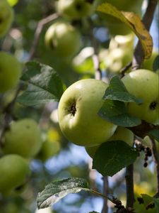 Превью обои яблоки, фрукты, листья, сад