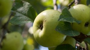 Превью обои яблоки, фрукты, листья, сад