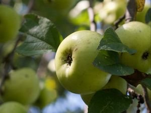 Превью обои яблоки, фрукты, листья, сад