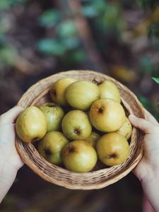 Превью обои яблоки, фрукты, миска