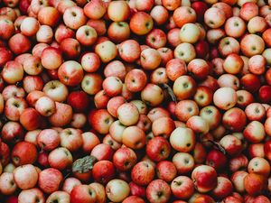 Превью обои яблоки, фрукты, сад, урожай