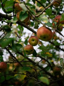 Превью обои яблоки, фрукты, сад, урожай, ветки