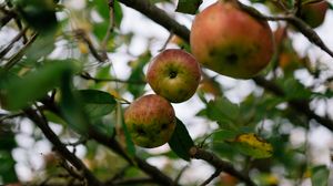Превью обои яблоки, фрукты, сад, урожай, ветки