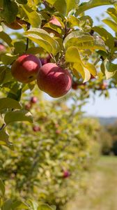 Превью обои яблоки, фрукты, ветка, красный, спелый, урожай