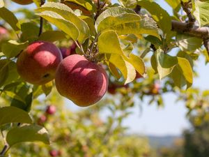 Превью обои яблоки, фрукты, ветка, красный, спелый, урожай