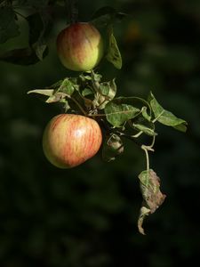 Превью обои яблоки, фрукты, ветка, макро