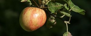 Превью обои яблоки, фрукты, ветка, макро