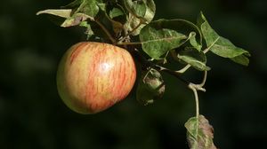 Превью обои яблоки, фрукты, ветка, макро