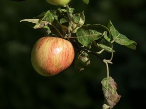 Превью обои яблоки, фрукты, ветка, макро