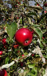 Превью обои яблоки, фрукты, ветки, листья, макро