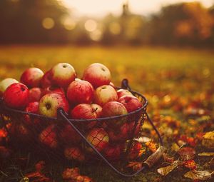 Превью обои яблоки, корзина, осень, урожай