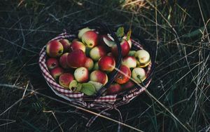 Превью обои яблоки, корзина, урожай, трава