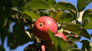 Превью обои яблоки, красные, ветка, дерево, листья, фрукты
