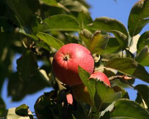 Превью обои яблоки, красные, ветка, дерево, листья, фрукты