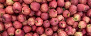 Превью обои яблоки, красный, фрукт, урожай