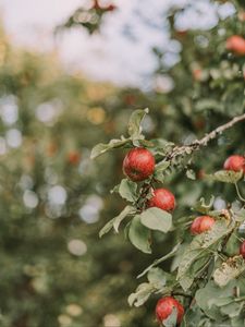 Превью обои яблоки, красный, спелый, ветки, листья