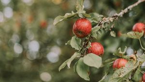 Превью обои яблоки, красный, спелый, ветки, листья