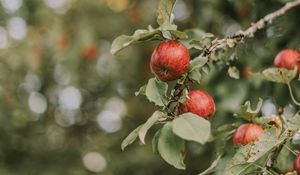 Превью обои яблоки, красный, спелый, ветки, листья