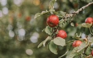 Превью обои яблоки, красный, спелый, ветки, листья
