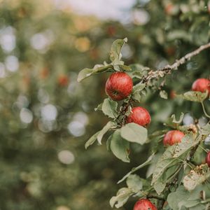 Превью обои яблоки, красный, спелый, ветки, листья