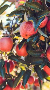 Превью обои яблоки, красный, спелый, фрукты, урожай