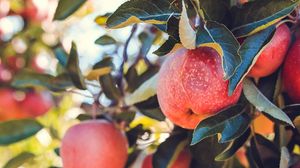 Превью обои яблоки, красный, спелый, фрукты, урожай
